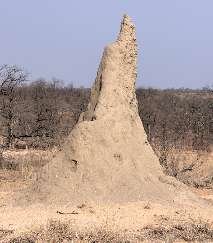 termite mound